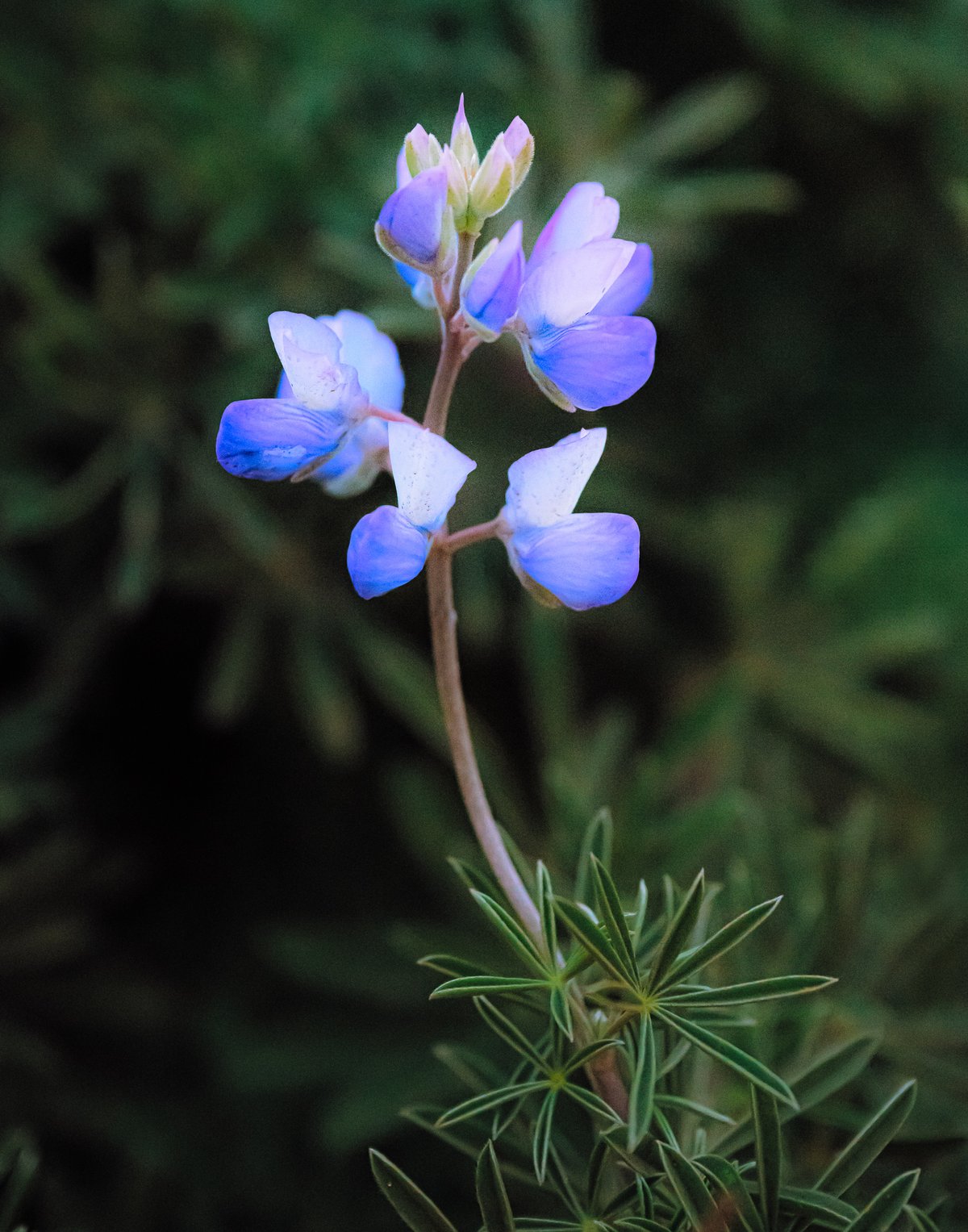 DSC_2952.jpg